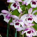 DENDRO NOBILE